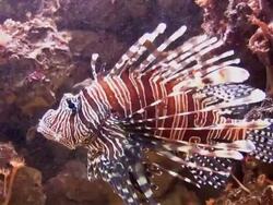 Lionfish swimming in aquarium Stock Footage
