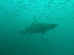 Sand Tiger sharks through bait fish. North Carolina, Atlantic Ocean  Stock Footage