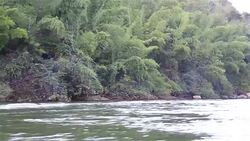 HD: Trees near river Stock Footage