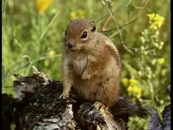 CU Chipmunk, Tamias striatus, on tree, USA Stock Footage