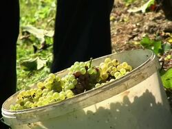 HD: Harvesting Grape Stock Footage