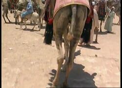 Egypt - Facelift For Site Of Pyramids News Clip