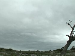 HD: Bare tree Stock Footage