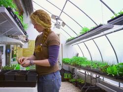 MS SLO MO Shot of young woman in green house planting seeds / Chatham, Michigan, United States Stock Footage