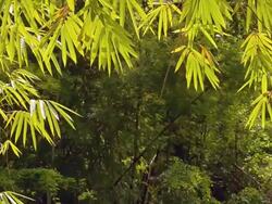 bamboo leaf arch Stock Footage
