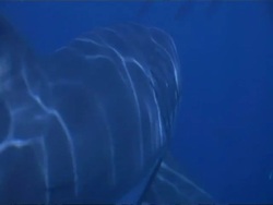 CU Great White Shark, Carcharodon carcharias, swims close by in blue water, Guadalupe Island, Pacific Ocean Stock Footage