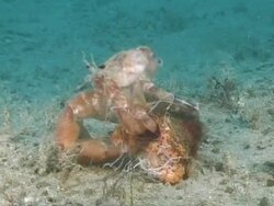 Hermit crab climbing back into shell. Channel island,, UK Stock Footage