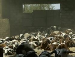 MS SLO MO Shot of Sheep in stock yard moving around with dust kicking up / ElGouna, RED Sea, Egypt Stock Footage