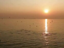 sunset with seagull Stock Footage