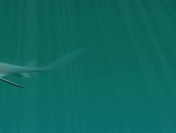 Great White Shark Serie Stock Footage