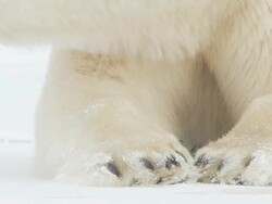 CU PAN Polar bear sleeping on snowy landscap / Churchill, Manitoba, Canada Stock Footage