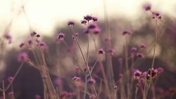 Flowers, Pollen float Stock Footage