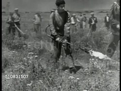 Locusts in Sardinia Instructional Video