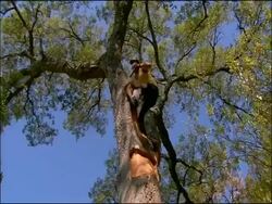 Man up Cork (Quercus suber) oak, stripping bark off, Andalusia, Southern Spain Stock Footage