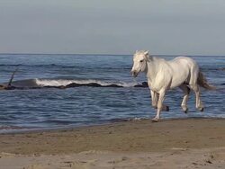 MS TS SLO MO Shot of Camargue horse galloping on beach / Saintes Marie de la Mer, Camargue, France Stock Footage