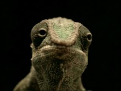 BCU Chameleon face, to camera, eyes move independently, black background Stock Footage