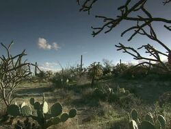 Medium static - Prickly pear cacti and shrubs grow in a desert landscape / USA Stock Footage