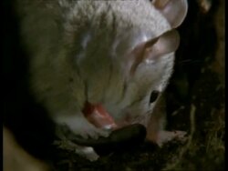 CU Grey short-tailed Opossum newborn young being licked by female, in burrow Stock Footage