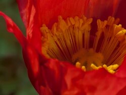 ECU T/L Shot of yellow stamens moving in red flower / Studio City, California, United States Stock Footage