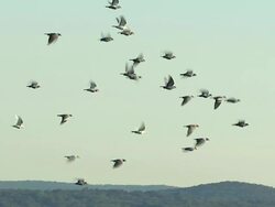 Medium  aerial pan-left tracking-right zoom-in - A flock of pigeons flies against the wind. /  USA Stock Footage