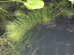 Guppy. Stock Footage