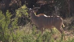 A gazelle nibbles leaves off a tree. Stock Footage