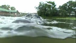 An alligator lurks at the surface of a river. Stock Footage