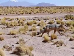 MS TS Grey and brown colored chilla aka patagonian fox walking then lying down and yawning on desert arid landscape with yellow shrubs and mountains Stock Footage