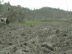 Fruit crop devastated by heavy Ashfall from the eruption of Merapi volcano; Indonesia. 7 November 2010 / AUDIO Stock Footage