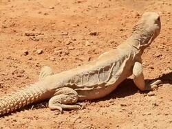 Spiny-tailed lizard (Uromastyx dispar) basking in the sun on a rock Stock Footage
