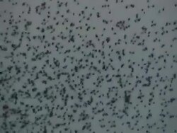 Flock of starlings; with audio Stock Footage