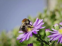 SLOW MOTION: Bumblebee Stock Footage