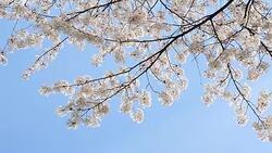 beautiful cherry blossom against blue sky. Flower petals fall with gentle wind. Stock Footage