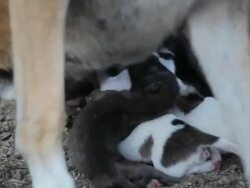 Puppies to suck milk from their mother Stock Footage