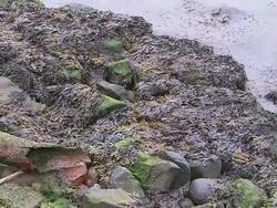 CU broken clay pipe on rocky riverbank, seaweed, lapping water, pollution, Northern Ireland Stock Footage
