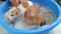 Female hand washing puppy dog Stock Footage