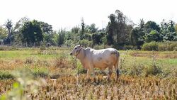 Cow eating on rice field Stock Footage