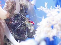 Colorful Shrimp Stock Footage