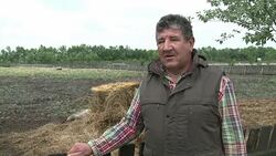 VOICED : A taste for Hungary's mangalitsa pork fuels breeding revival News Clip