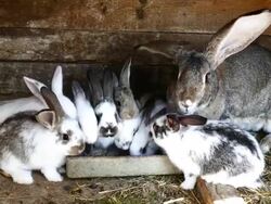 Rabbits in farm Stock Footage