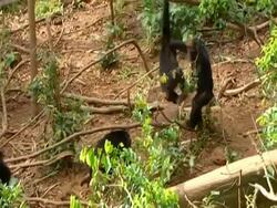 MWA of several young chimps swinging/playing on branches, Pan left to group of adults grooming each other Stock Footage