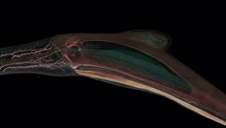 A Quetzalcoatlus flies above a river valley: a 3D animation depicts the entrance of light into a Quetzalcoatlus' eye. Stock Footage