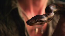 A rainbow boa snake flicks its  tongue. Stock Footage