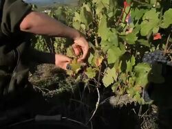 man cutting grapes off the vine Stock Footage