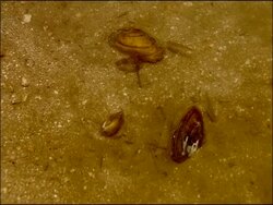 Freshwater mussels and fish, River Yeguas, Sierra Morena, Andalucia, Southern Spain Stock Footage