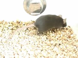 Mouse 4  1080/60i Stock Footage