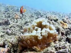 Anemon Fish Nemo Stock Footage
