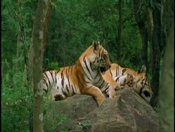 MS two Tigers lying on rock in forest, Western Ghats, India Stock Footage