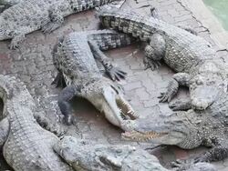 crocodile with open mouth resting Stock Footage