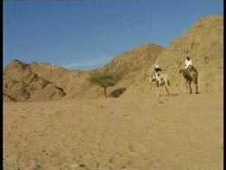WA Bedouin man and woman riding camels across sand towards small tree, leading third camel, dunes in background, Egypt Stock Footage